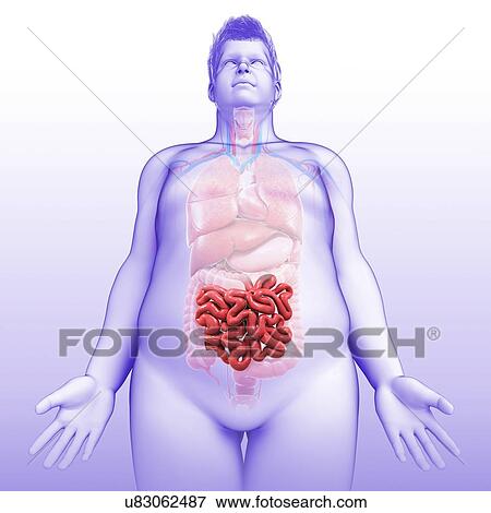 Male small intestine, illustration View Large Photo Image Stock Photo - Male small intestine, illustration. Fotosearch