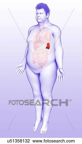 Male spleen anatomy, illustration View Large Photo Image Stock Image - Male spleen anatomy, illustration. Fotosearch