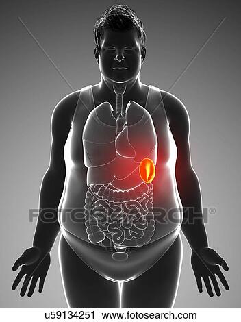 Stock Image - Male spleen, illustration. Fotosearch
