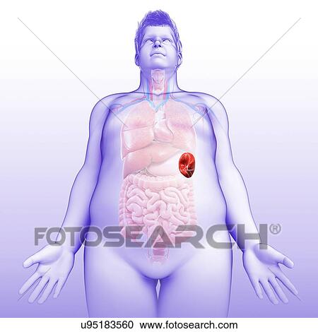 Stock Image - Male spleen, illustration. Fotosearch
