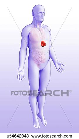 Stock Photo - Male spleen, illustration. Fotosearch