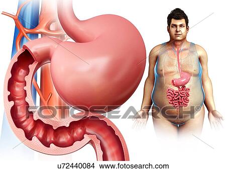 Male stomach and duodenum, illustration View Large Photo Image Picture - Male stomach and duodenum, illustration. Fotosearch