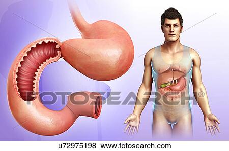 Stock Photo - Male stomach and duodenum, illustration. Fotosearch