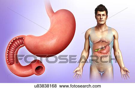 Male stomach and duodenum, illustration View Large Photo Image Stock Photo - Male stomach and duodenum, illustration. Fotosearch
