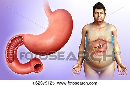 Stock Photography - Male stomach and duodenum, illustration. Fotosearch