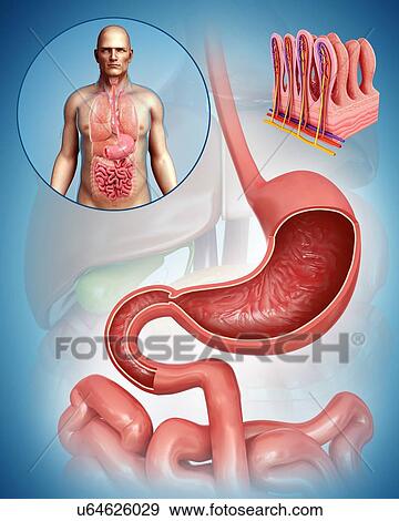 Male stomach and intestinal villi, illustration View Large Photo Image Stock Photo - Male stomach and intestinal villi, illustration. Fotosearch