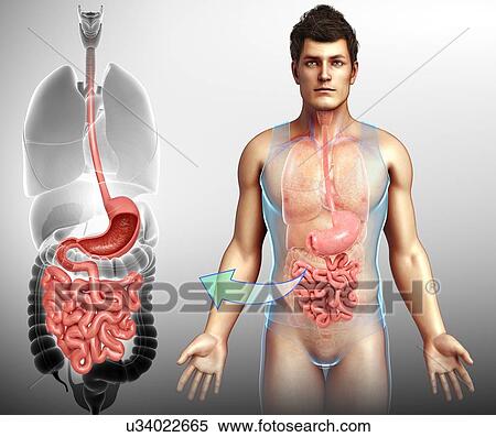 Male stomach and small intestine, illustration View Large Photo Image Stock Photography - Male stomach and small intestine, illustration. Fotosearch