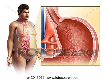 Male stomach, illustration View Large Photo Image Stock Image - Male stomach, illustration. Fotosearch