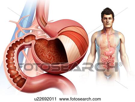 Stock Image - Male stomach layers anatomy, illustration. Fotosearch