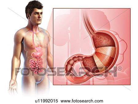 Male stomach layers anatomy, illustration View Large Photo Image Stock Photography - Male stomach layers anatomy, illustration. Fotosearch