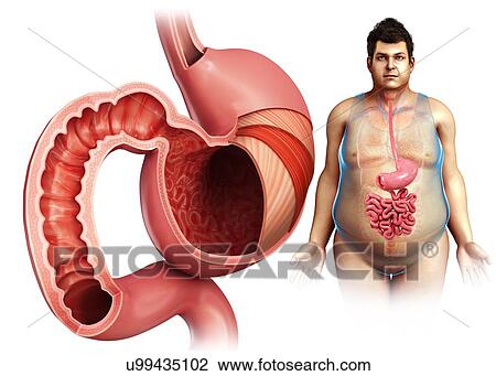 Stock Image - Male stomach layers and duodenum, illustration. Fotosearch