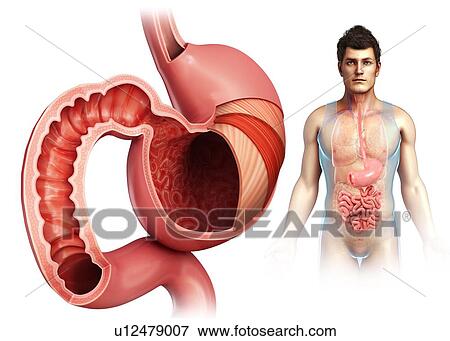 Stock Photo - Male stomach layers and duodenum illustration. Fotosearch