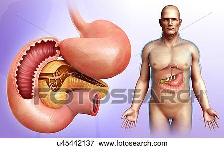 Stock Photo - Male stomach, pancreas and duodenum, illustration. Fotosearch