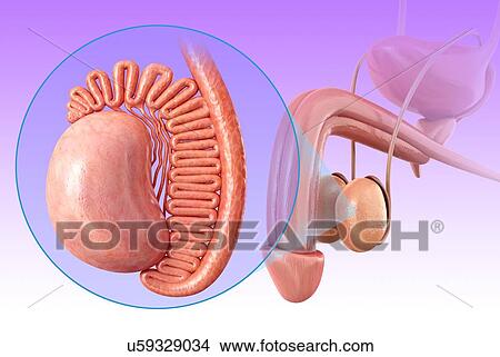 Picture - Male testis anatomy, illustration. Fotosearch