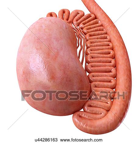 Stock Image - Male testis anatomy, illustration. Fotosearch