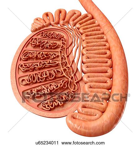 Male testis anatomy, illustration View Large Photo Image Stock Image - Male testis anatomy, illustration. Fotosearch