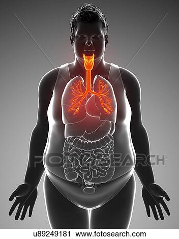 Male trachea and bronchi, illustration View Large Photo Image Stock Image - Male trachea and bronchi, illustration. Fotosearch