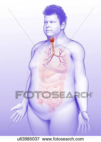 Male trachea and bronchi, illustration View Large Photo Image Stock Photo - Male trachea and bronchi, illustration. Fotosearch