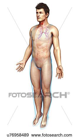 Male trachea and bronchi, illustration View Large Photo Image Stock Photo - Male trachea and bronchi, illustration. Fotosearch
