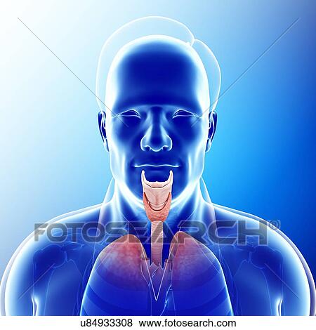Male trachea and lungs, illustration View Large Photo Image Stock Photo - Male trachea and lungs, illustration. Fotosearch