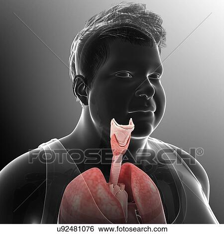 Stock Photograph - Male trachea and lungs, illustration. Fotosearch