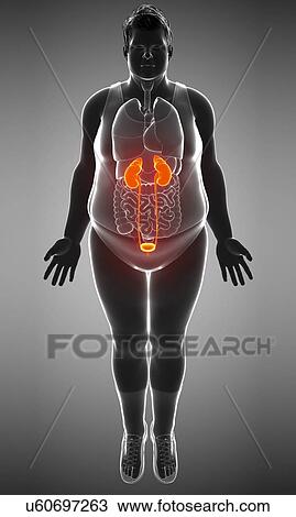 Stock Image - Male urinary system, illustration. Fotosearch