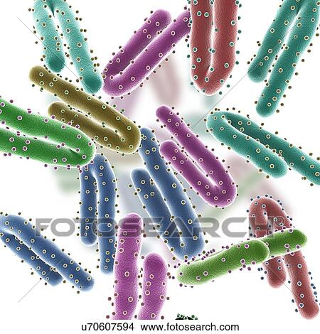 Marburg virus particles, illustration View Large Photo Image Picture - Marburg virus particles, illustration. Fotosearch
