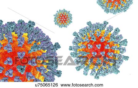 Measles virus, illustration View Large Photo Image Stock Photograph - Measles virus, illustration. Fotosearch