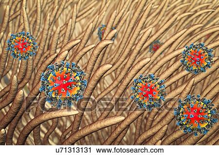 Stock Image - Measles viruses infecting respiratory epithelium, illustrati. Fotosearch