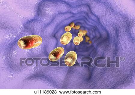 Medicines in oesophagus, illustration View Large Photo Image Stock Photo - Medicines in oesophagus, illustration. Fotosearch
