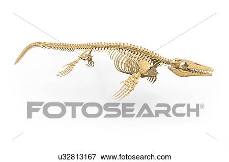 Mosasaurus skeleton, illustration View Large Photo Image Stock Photo - Mosasaurus skeleton, illustration. Fotosearch