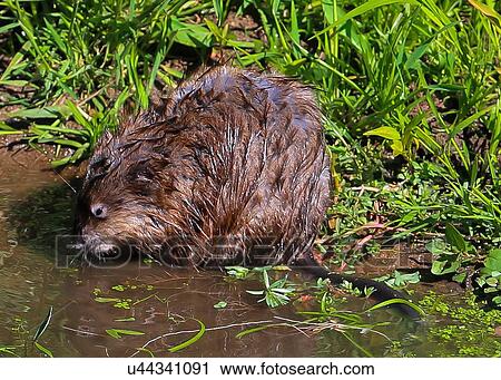 Stock Image - Muskrat. Fotosearch