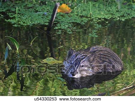 Stock Image - Muskrat. Fotosearch