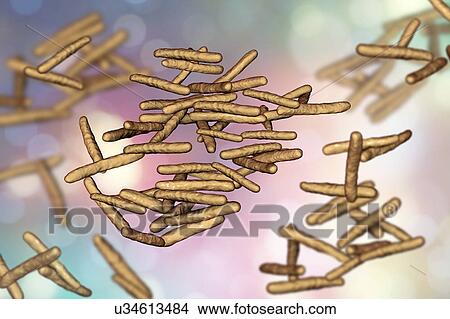 Mycobacterium avium bacterium, illustration View Large Photo Image Picture - Mycobacterium avium bacterium, illustration. Fotosearch