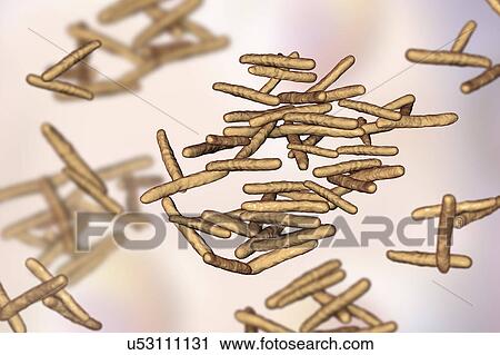 Mycobacterium avium bacterium, illustration View Large Photo Image Stock Image - Mycobacterium avium bacterium, illustration. Fotosearch