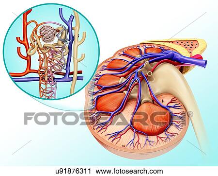 Nephron structure and kidney anatomy, illustration View Large Photo Image Stock Image - Nephron structure and kidney anatomy, illustration. Fotosearch