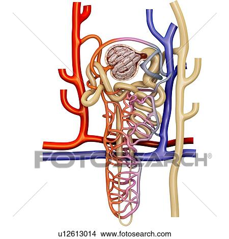 Picture - Nephron structure in a kidney, illustration. Fotosearch
