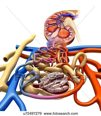 Nephron structure in a kidney, illustration View Large Photo Image Stock Photo - Nephron structure in a kidney, illustration. Fotosearch