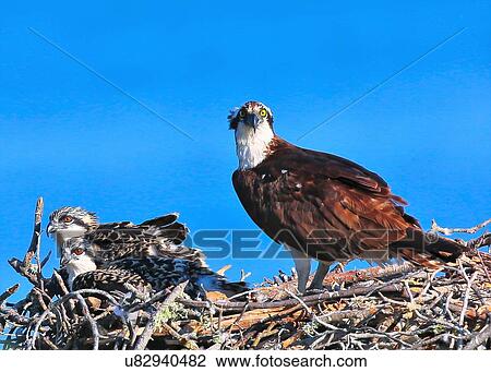 Osprey View Large Photo Image Stock Image - Osprey. Fotosearch