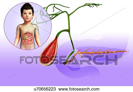Stock Image - Pancreatic ducts and gallbladder, illustration. Fotosearch