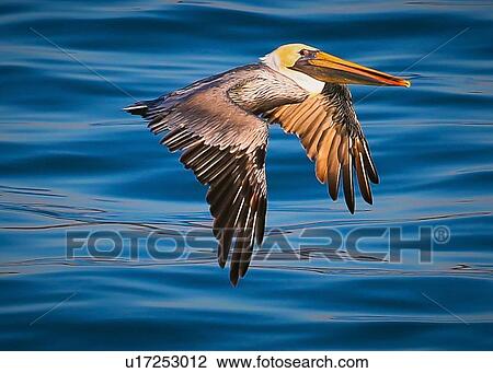 Stock Image - Pelican. Fotosearch