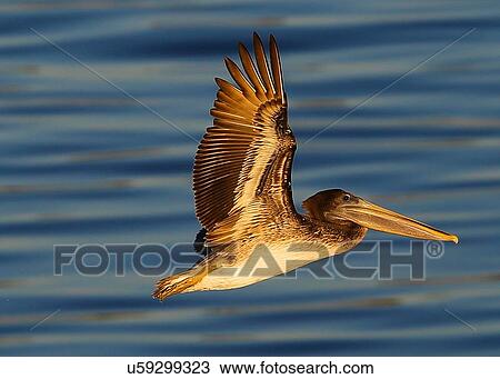 Pelican View Large Photo Image Stock Image - Pelican. Fotosearch