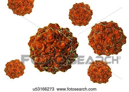 Porcine parvovirus, illustration View Large Photo Image Stock Image - Porcine parvovirus, illustration. Fotosearch