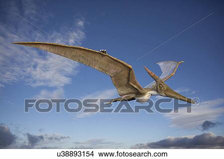 Pteranodon in flight, illustration View Large Photo Image Picture - Pteranodon in flight, illustration. Fotosearch