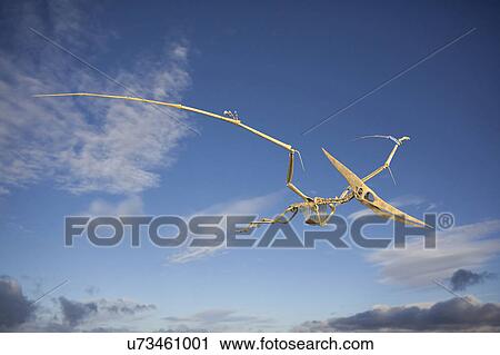 Pteranodon skeleton, illustration View Large Photo Image Stock Image - Pteranodon skeleton, illustration. Fotosearch