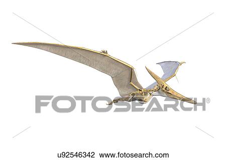 Pteranodon skeleton, illustration View Large Photo Image Stock Image - Pteranodon skeleton, illustration. Fotosearch
