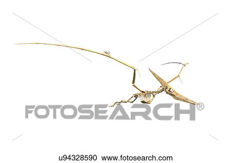 Stock Image - Pteranodon skeleton, illustration. Fotosearch