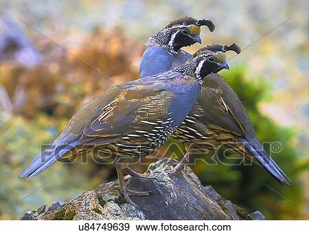 Quail View Large Photo Image Stock Photo - Quail. Fotosearch