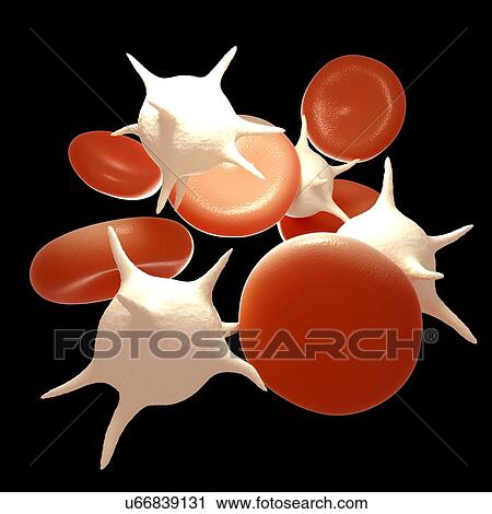 Stock Image - Red and white blood cells, illustration. Fotosearch