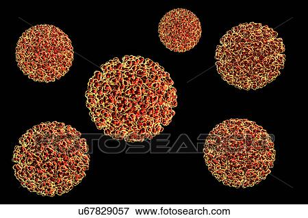 Stock Photo - Ross River viruses, illustration. Fotosearch